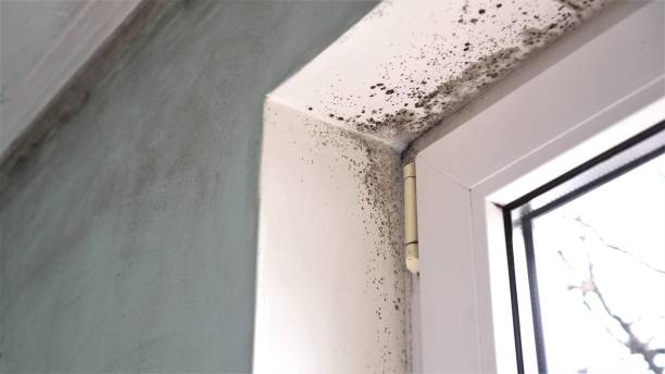 Best Same-Day Mold Removal  in Sweetwater, TX