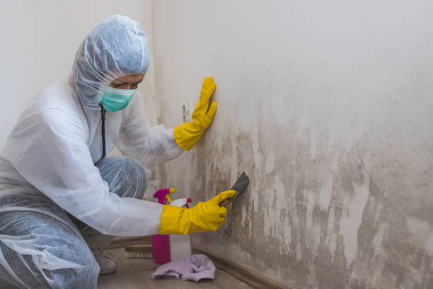 Best Mold Damage Repair  in Sweetwater, TX