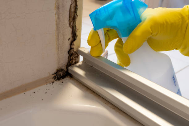 Best Mold Inspection  in Sweetwater, TX