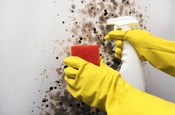 Best Affordable Mold Removal  in Sweetwater, TX