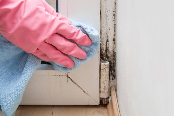 Best Mold Removal Company Near Me  in Sweetwater, TX